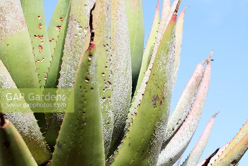 Aloe arborescens - Krantz Aloe infested with Aloe White Scale - Duplachionaspis exalbida, Cape Town, South Africa
