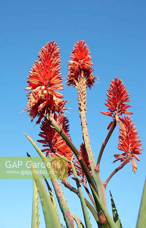Aloe arborescens - Krantz Aloe, Cape Town, South Africa