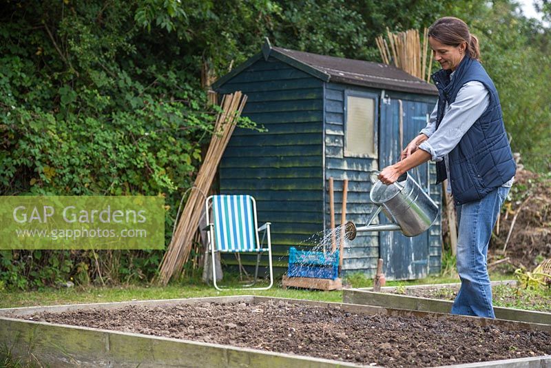 Sowing Fenugreek. Woman watering freshly sown seeds