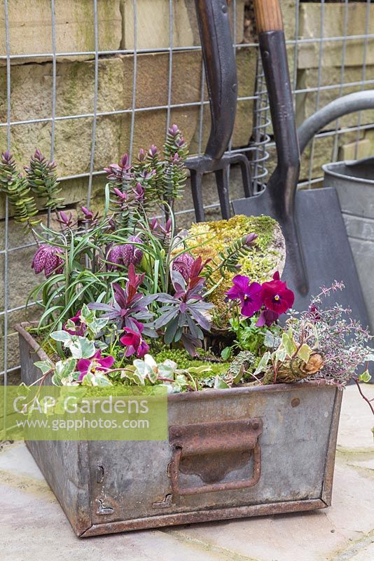 Vintage metal container planted with Viola, Thyme, Ivy, Moss, Fritillaria, Hebe and Euphorbia