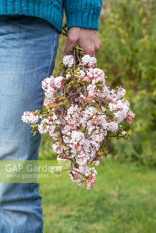 A bunch of fresh cut Viburnum x bodnantense spring blossom held in hand