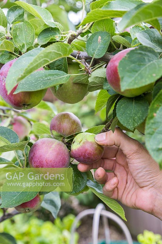 Thinning Malus 'Spartan' fruit to prevent damage to branch and to encourage healthier fruit