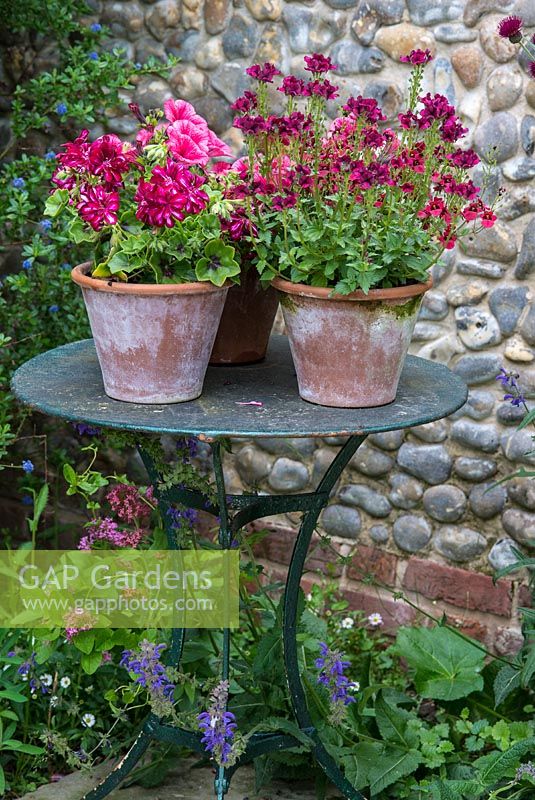 Terracotta pots with Pelargonium, Petunia and Nemesia on a green metal table by a cobble wall. Heveningham, June