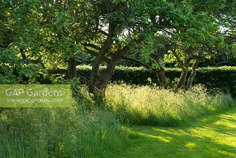 Long grass under trees in evening light. Heveningham, June