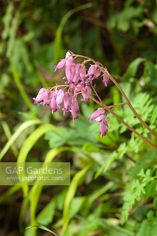 Dicentra formosa - common bleeding heart. The Court, North Ferriby, Yorkshire, UK. Spring, May 2015.