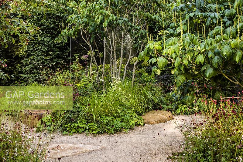 QEFs A Different Point of View - view showing shade-loving perennials, multi-stemmed tree and gravel path - RHS Hampton Court Flower Show 2015