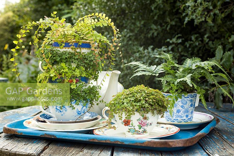 A variety of vintage tea cups planted with Baby's Tears