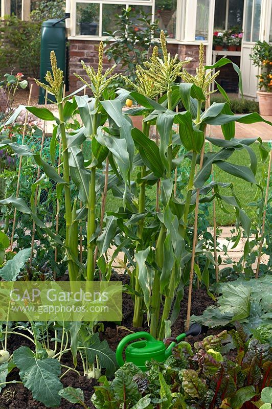 Zea mays - Sweetcorn 'Swift' growing in vegetable garden
