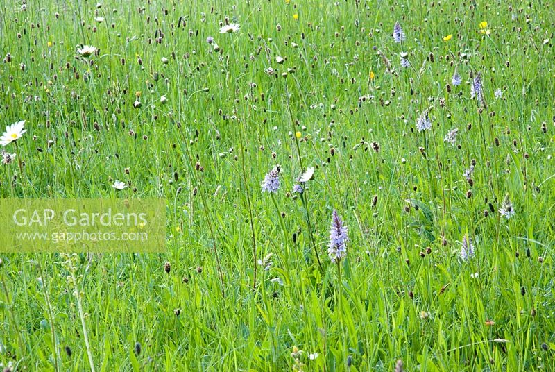 Common Spotted Orchids with Leucanthemum vulgare and Common Twayblade - Listera ovata