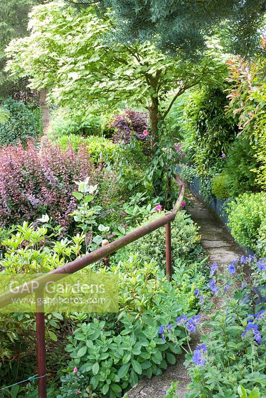 Path with handrail leading through garden with evergreen shrubs including Rhododendron, Berberi, Geranium in foreground