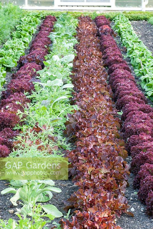 Mixed Lettuce in rows - Forde Abbey, Somerset