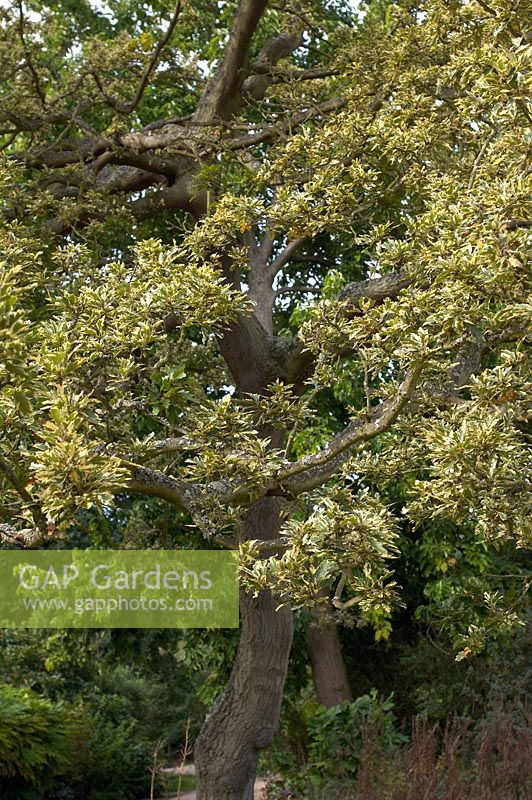 Quercus cerris 'Argenteovariegata'