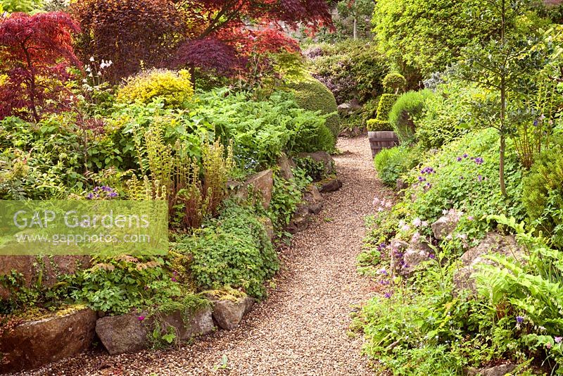 Rock garden with Acers under planted with ferns, hardy geranium and Polygonatum