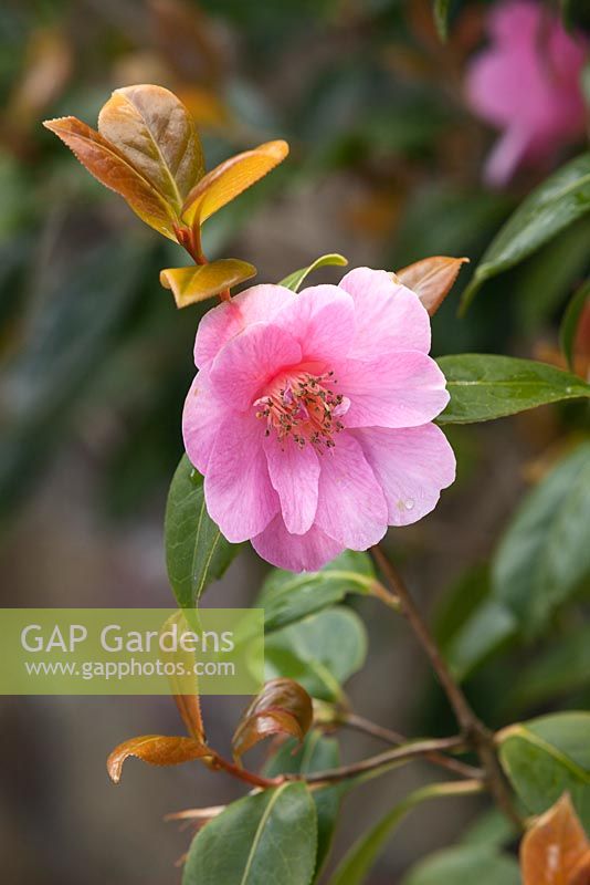 Camellia japonica - Japanese camellia, with coppery new shoots  