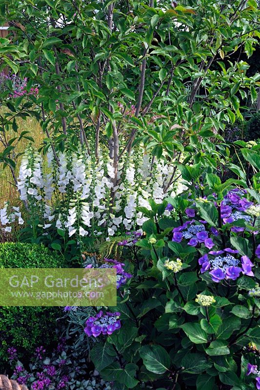 Digitalis purpurea f. albiflora planted under a tree - Squires garden Centre, Urban Oasis, RHS Hampton Court Palace Flower Show 2015
 