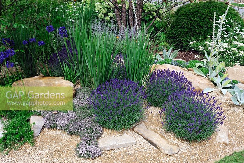 Lavandula angustifolia 'Hidcote' and Thymus praecox in crushed sandstone gravel and rock garden - Vestra Wealth Encore-: A Music Lovers Garden, RHS Hampton Court Palace Flower Show 2015