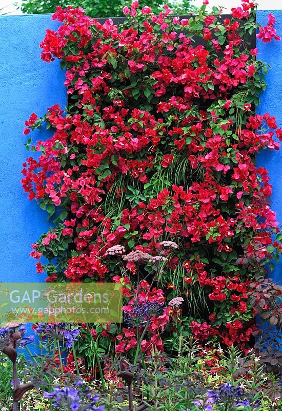 Bougainvillea contrasts with blue painted wall - Noble Caledonia: Spirit of the Aegean, RHS Hampton court Palace Flower show 2015 