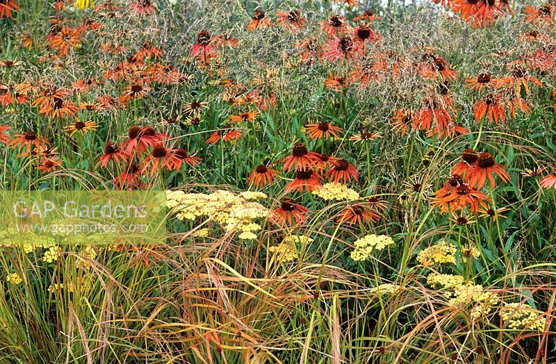 Echinacea 'Arts Pride', achillea and grasses - Echinacea story