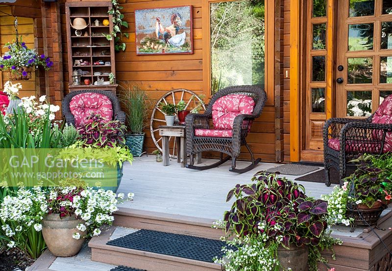 Seating on veranda of wooden cabin style house.  Pots line steps.  Planting includes, Scaevola, Coleus x hybridus cv, Ipomoea, Petunia, Senecio cineraria, Lobelia, Miscanthus, Epipremnum, Schlumbergera 