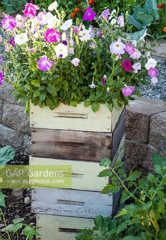 Petunia planted in old wooden boxes