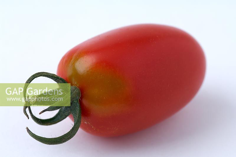 Tomato with green shoulder disorder