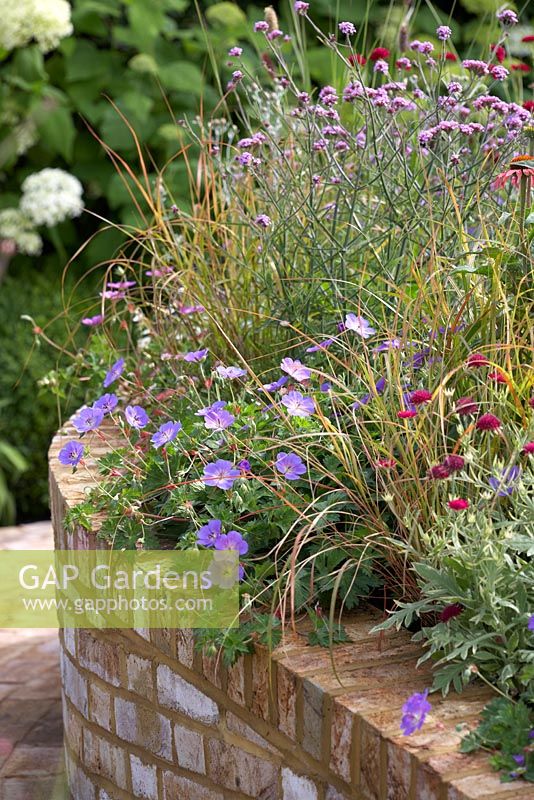Raised bed with Verbena bonariensis 'Lollipop', Knautia macedonica and Geranium 'Rozanne' - Squire's Garden Centres: Urban Oasis garden, Hampton Court Flower Show 2015