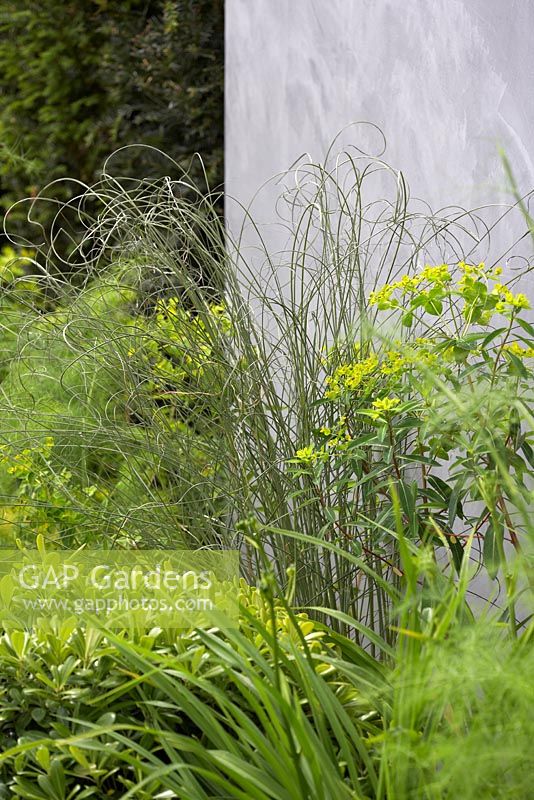 Euphorbia wallichii, Pittosporum tobira nanum, Taxus baccata and ornamental grass - The Scotty's Little Soldiers Garden, RHS Hampton Court Palace Flower Show 2015 