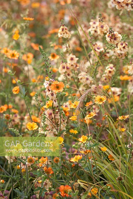 Geum 'Totally Tangerine' with Verbascum 'Cotswold Beauty' and grasses. The Macmillan Legacy Garden. RHS Hampton Court Flower Show 2015. 