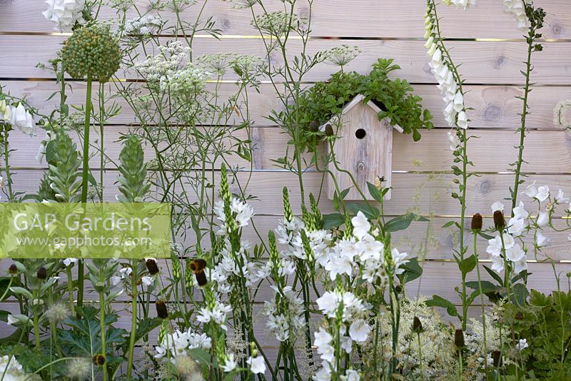 Bird box with green rooftop planting of sedum on white wooden fence surrounded by white planting scheme. Living Landscapes: City Twitchers. RHS Hampton Court Flower Show 2015 