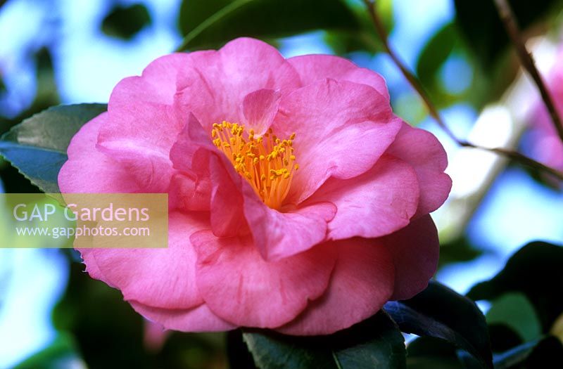 Camellia 'Cynthia Kuyper'
