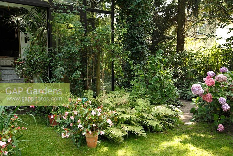 Transform a border. Before: Border with Rosa 'Felicite et Perpetue', ferns, Corylus avellana 'Contorta' - Welsch Garden, Berlin, Germany