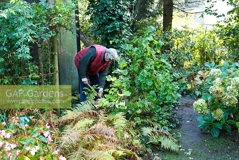 Transform a border: Man digging out Corylus avellana 'Contorta' - Welsch Garden, Berlin, Germany