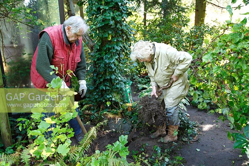 Transform a border. After digging out Corylus avellana 'Contorta' the rhizome is lifted- Welsch Garden, Berlin, Germany