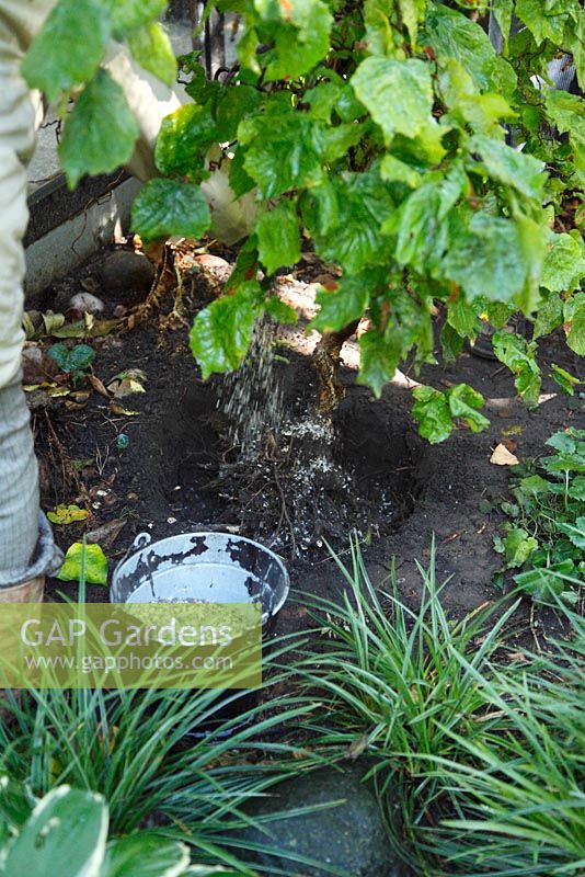 Transform a border. Corylus avellana 'Contorta' is used in another place in the garden. After digging a planting hole the plant is placed in the hole. The plant is fertilized with horn shavings - Welsch Garden, Berlin, Germany