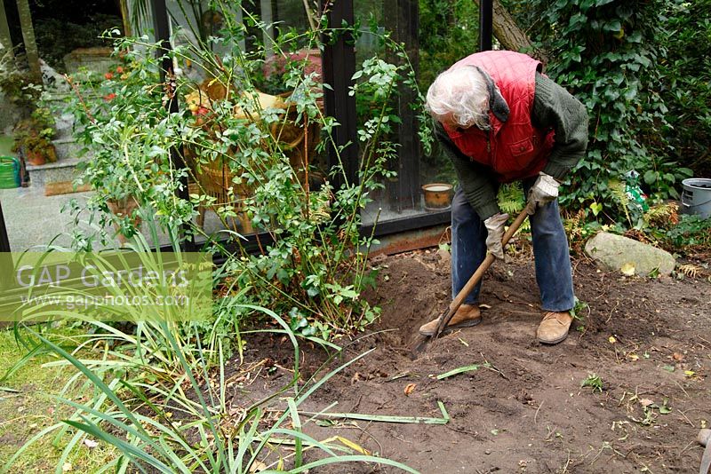 Transform a border: Man digging out Rosa 'Felicite et Perpetue' - Welsch Garden, Berlin, Germany