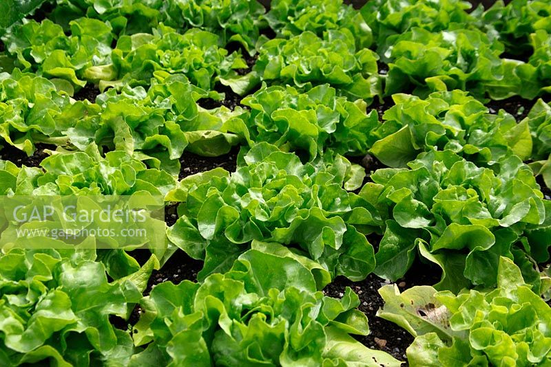 Lactuca sativa 'Unrivalled' lettuce close up of maturing plants