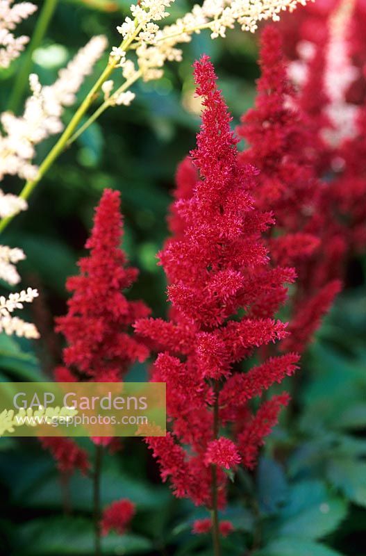 Astilbe 'Fanal' x arendsii
