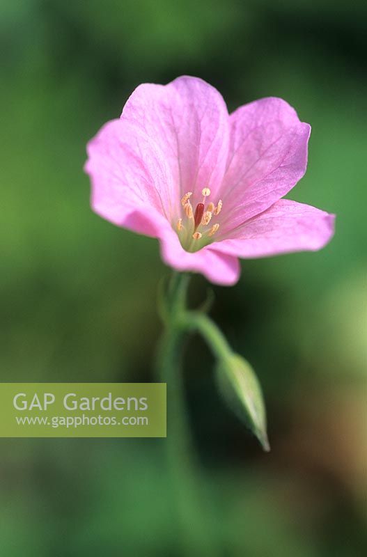 Geranium x oxonianum 'Wargrave Pink'