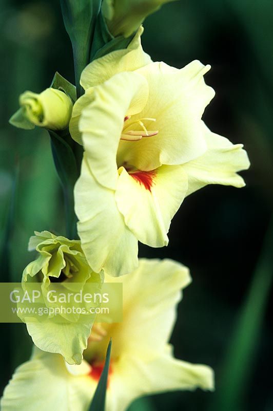 Gladiolus 'Flevo Smile' 