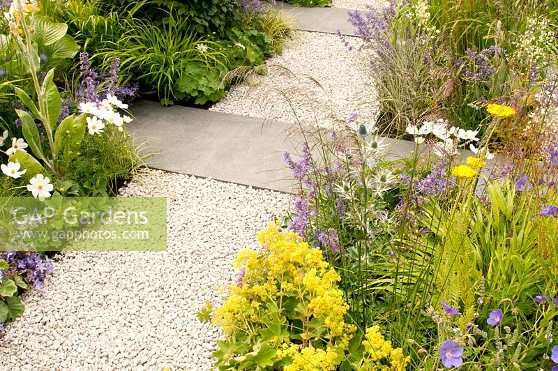 Criss crossed gravel and block paving paths with yellow white and blue flower beds with Alchemilla mollis Geranium Roxanne Gerwat Eryngium x zabelii Achillea filipenulina Gold Plate Nepata racemosa Walker's Low Cosmos and grasses in the Unique: The Rare Chromosome Disorder Garden at RHS Hampton Court Flower Show 2015 