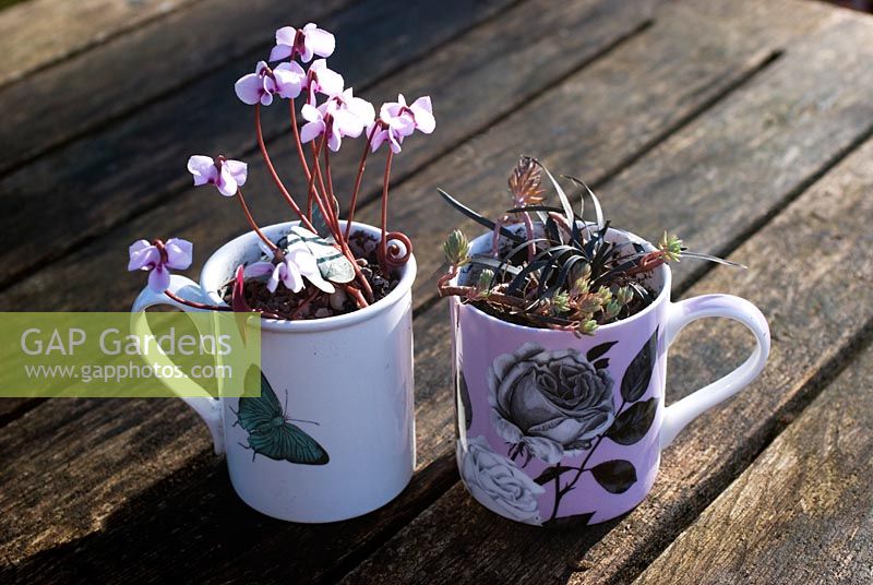 Alpine cyclamen and black grass with sedum in china cups
