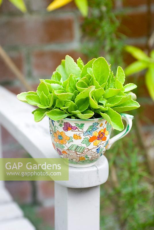 kVintage cup planted with with alpines on painted wooden seat
