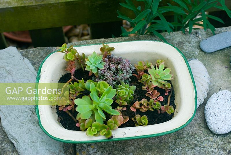 Vintage enamel container planted up with succulents