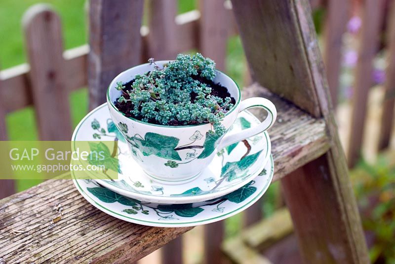 Stonecrop in china cup and saucer on wooden steps