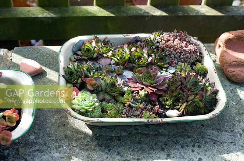 Enamel tray planted with succulents and houseleeks