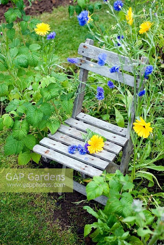 Small wooden chair in raspberry bed with annuals