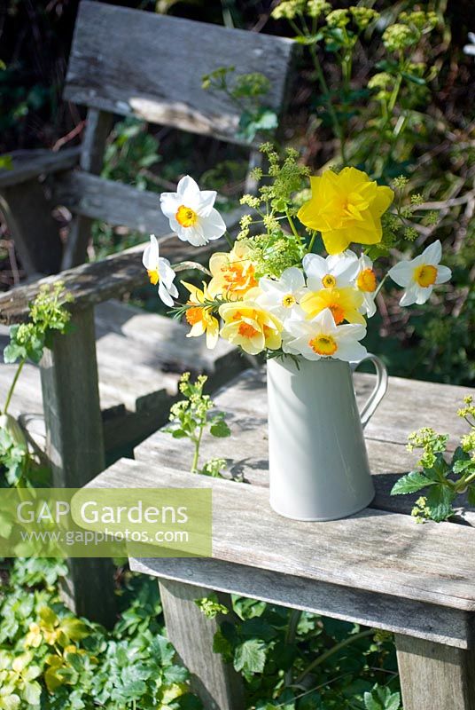 Cornish daffodils in enamel jug on garden table