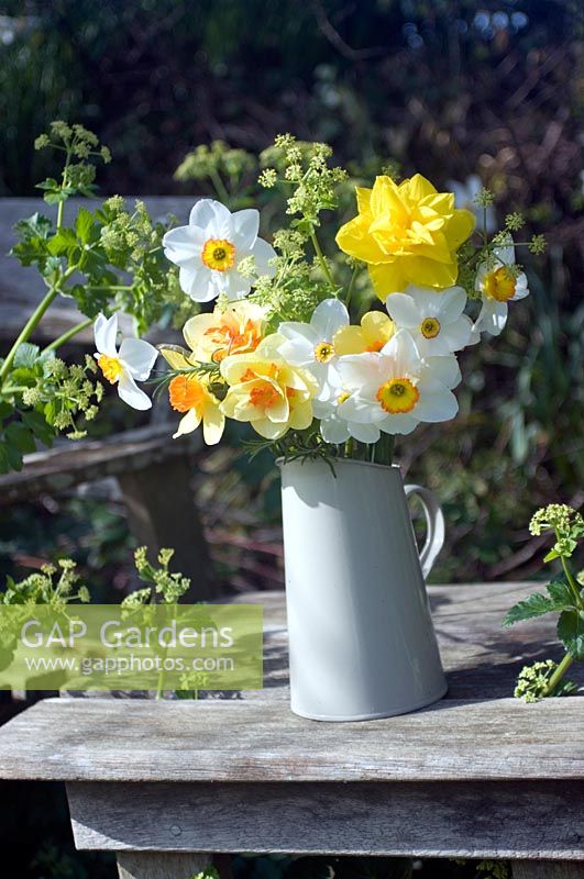 Cornish daffodils in enamel jug on garden table