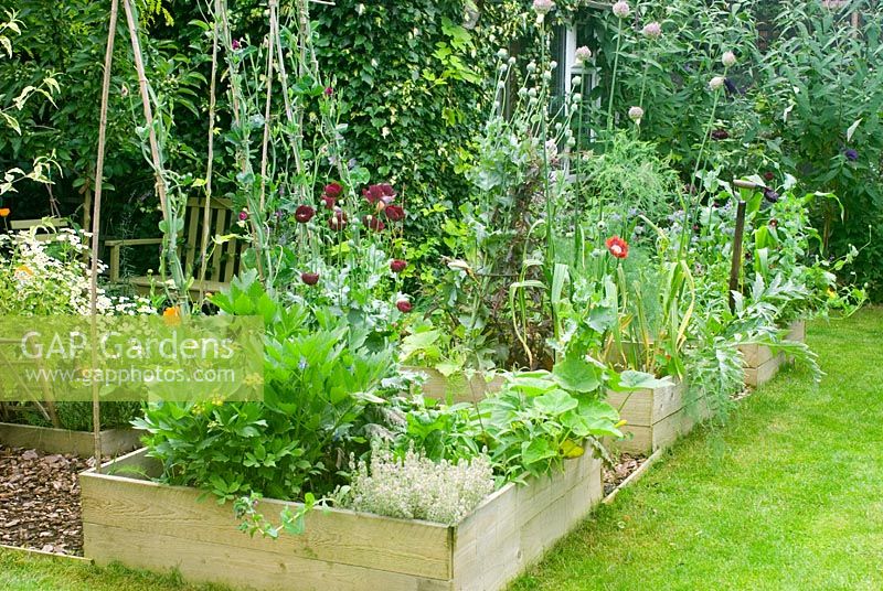 Vegetable beds in summer with mixed veg, herbs and flowers