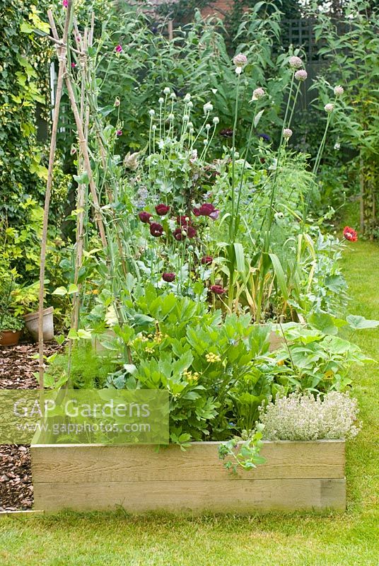 Vegetable beds in summer with mixed veg herbs and flowers